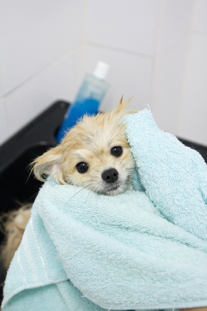 pomeranian puppy shower