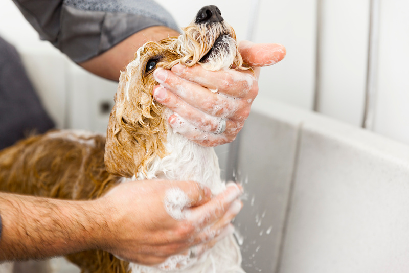 bathing a cute dog