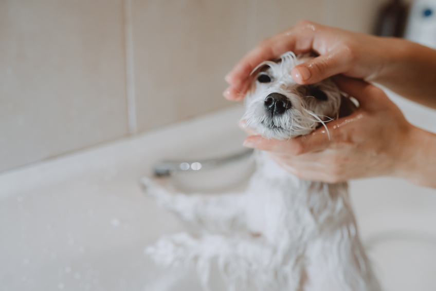 A white dog was bathing,Bathing dogs indoors.