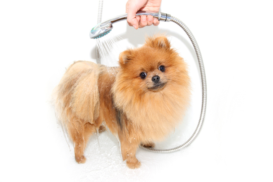 Pomeranian dog taking a shower with soap and water.